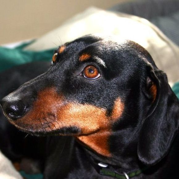 Meet your Posher, Linda - Picture 1 of 1